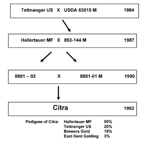Timeline for breeding Citra