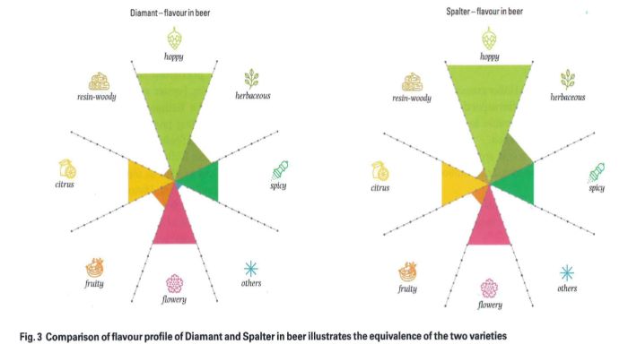 Diamant and Spalt Spalter hops compared