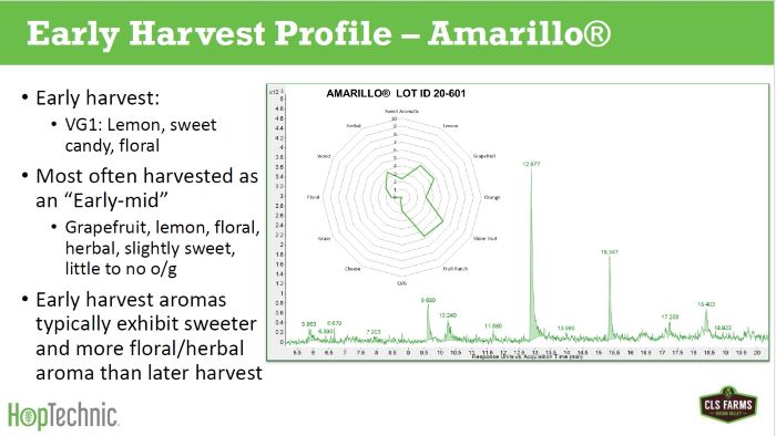 Amarillo hops picked early