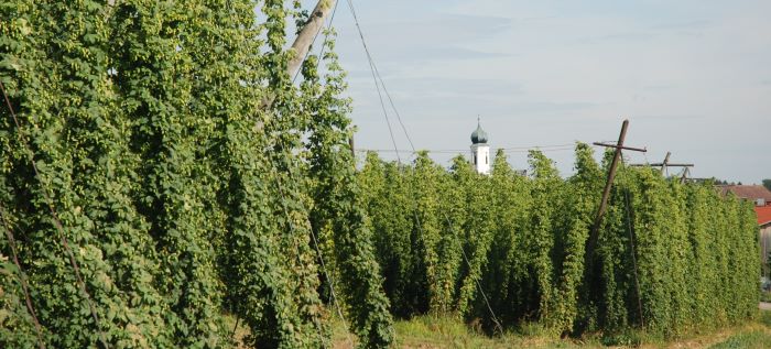 Hallertau region hop yard