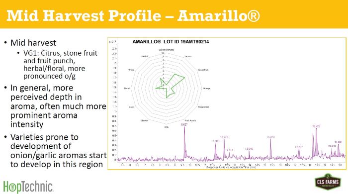 Amarillo hops picked in middle of harvest window