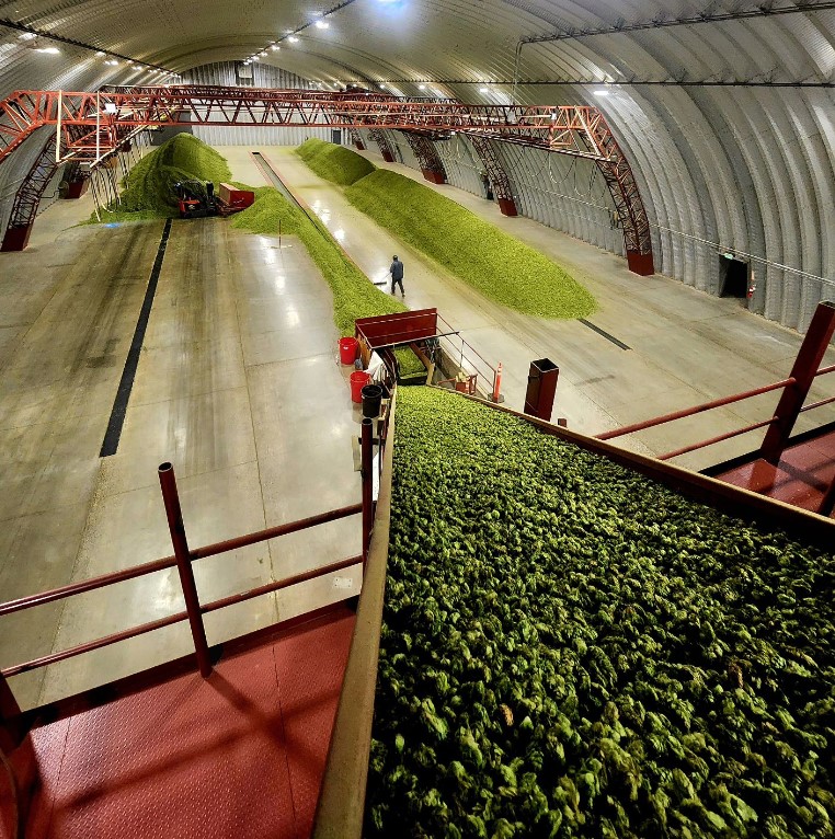 Hops bound for cooling floor at  Carpenter farms.