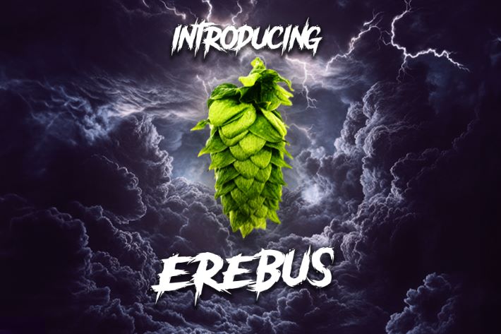 Hopsteiner gives HS16660 a name: Erebus