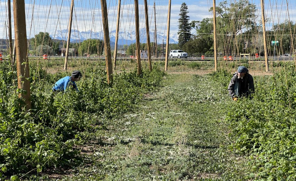 Workers weed hop yard at Billy Goat Hop Farm as first shoots begin to climb string