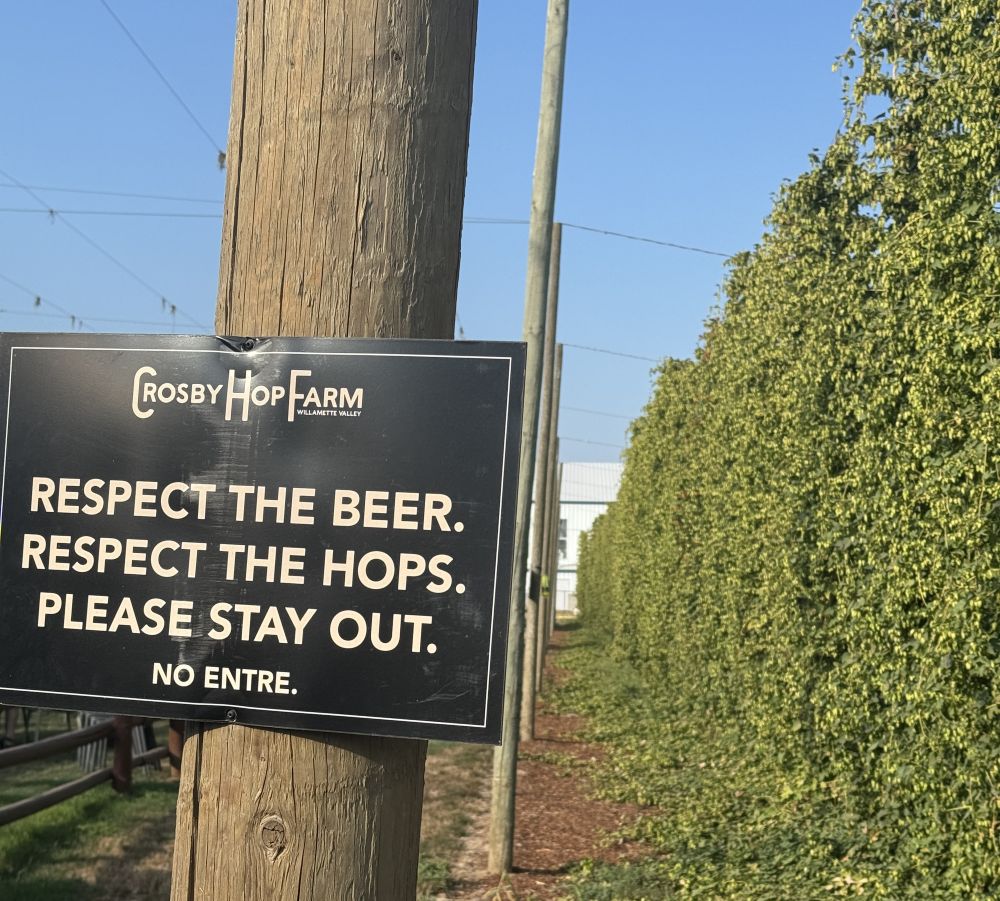 Cascade hops at Crosby Hop Farm