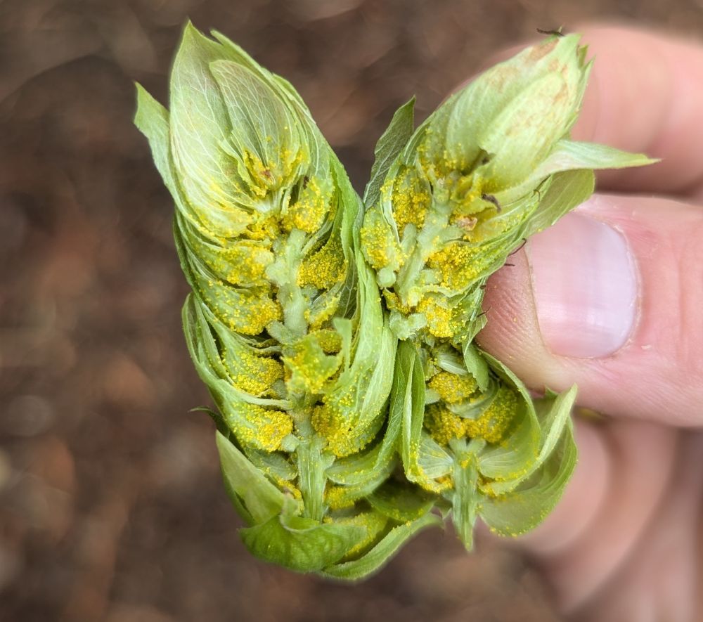 A closeup look at the lupulin and Celeste, a hop developed by the West Coast Hop Breeding