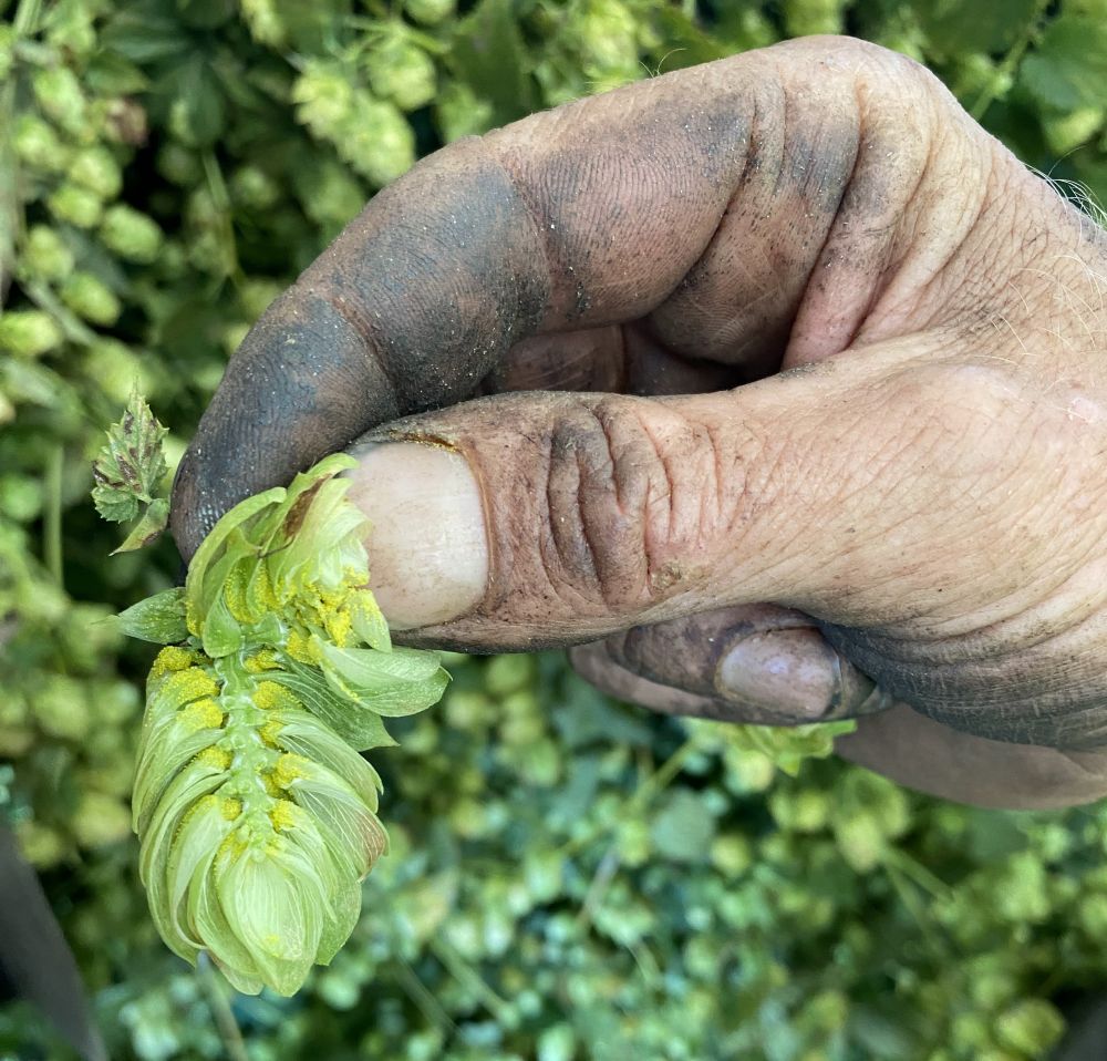 The hands of a hop farmer