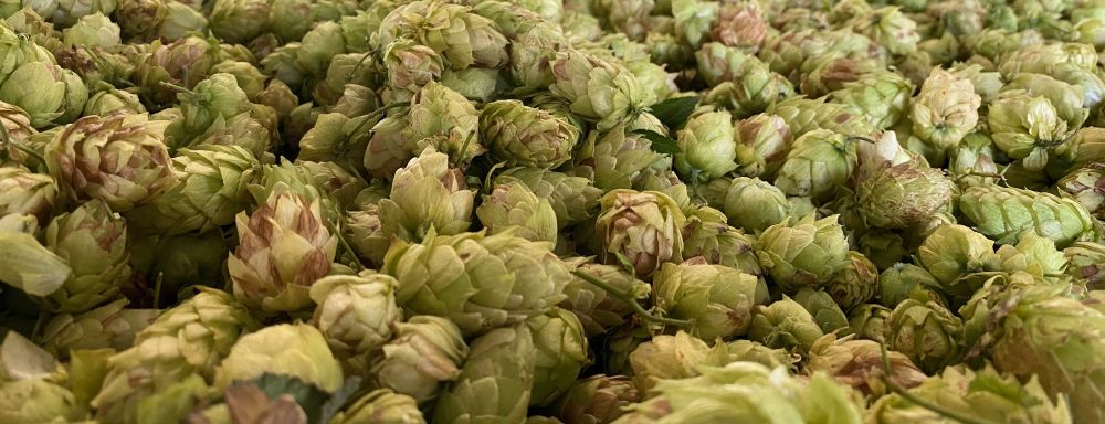 Freshly picked hops in the process of being dried